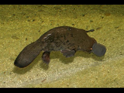 Platypus