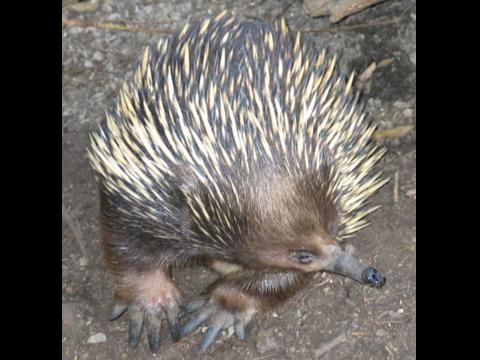 Echidna