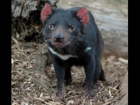 Tasmanian Devil
