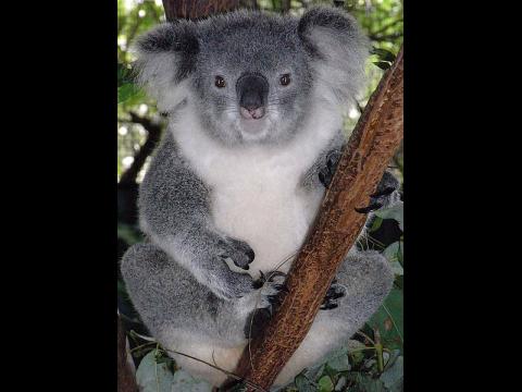 Koala