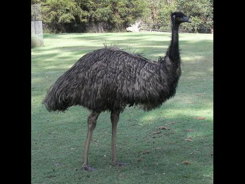 Emu