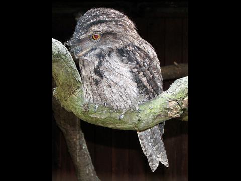 Tawny Frogmouth