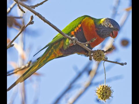 Lorikeet