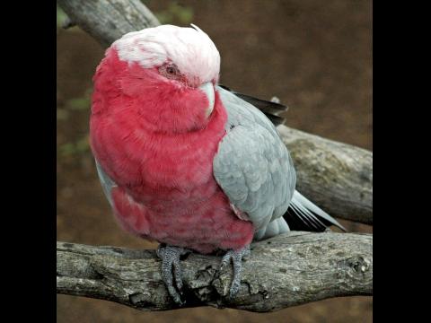 Galah Galah