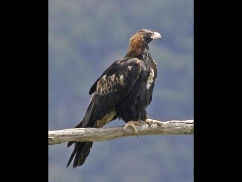 Wedge-Tailed Eagle