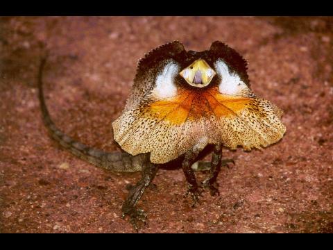 Frilled Necked Lizard