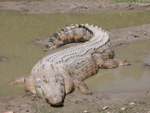 Saltwater Crocodile Saltwater Crocodile