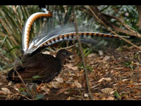 Lyrebird Lyrebird