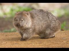 Wombat