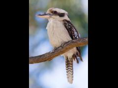Kookaburra