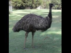 Emu