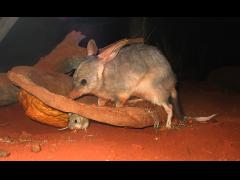 Bilby