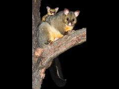 Possum