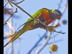 Lorikeet