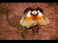 Frilled Necked Lizard